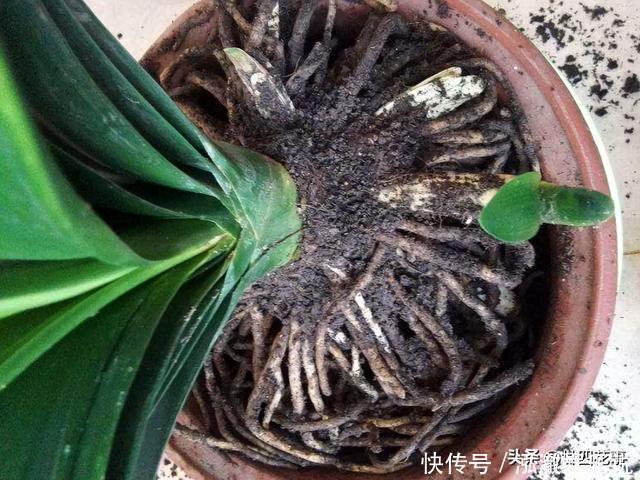 君子兰|7种花，就要“穷着养”，花盆越小，长势越喜人
