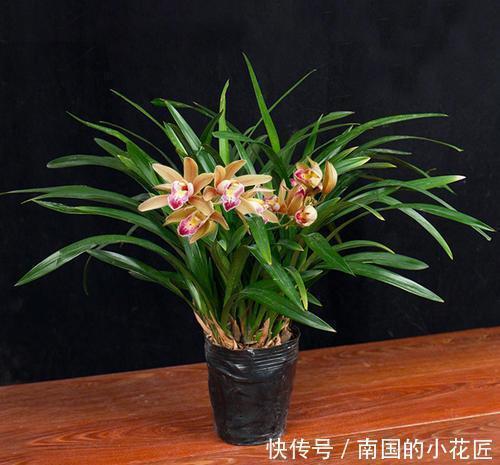 家里养墨兰,了解掌握4个要点,养出白嫩根系,叶油绿颜值高!