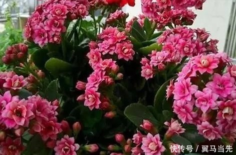 家养长寿花不知道怎么开花学会这三个小技巧,轻松花开爆满盆