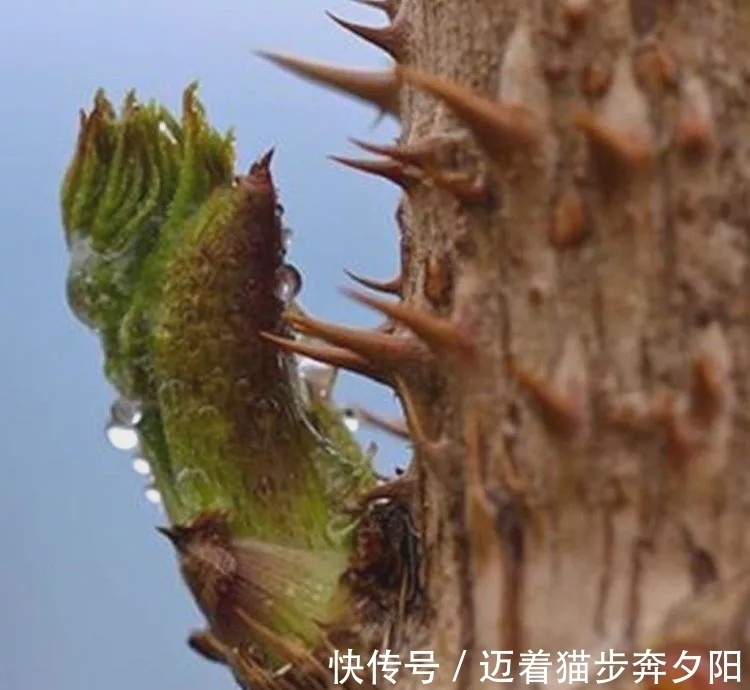 营养价值|一种长满刺的野菜,你敢吃吗?有人大规模种植,一斤卖50元