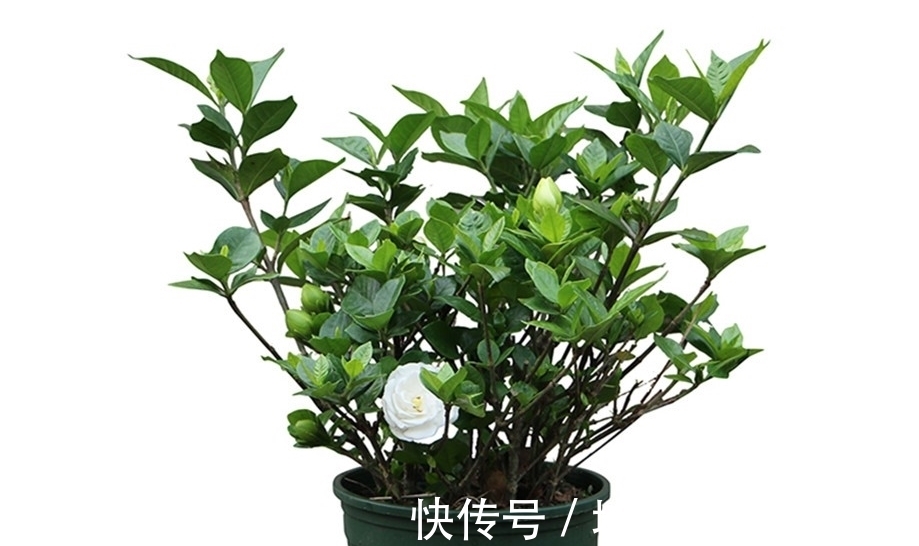 四类花卉不能随便换盆,换不好容易挂掉,要掌握好时间和方法