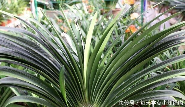 叶子|君子兰长满“大水缸”,叶子蹿满32片,“这样”养,你的也可以!