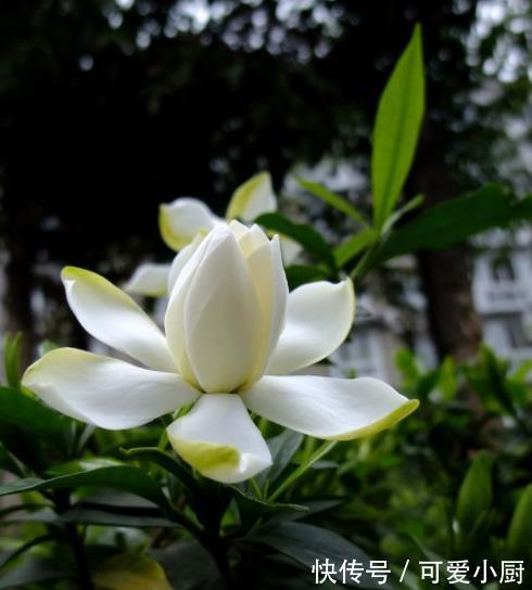 这些花12月要冬眠了,少浇水多晒晒更健壮,安全过冬来年爆盆