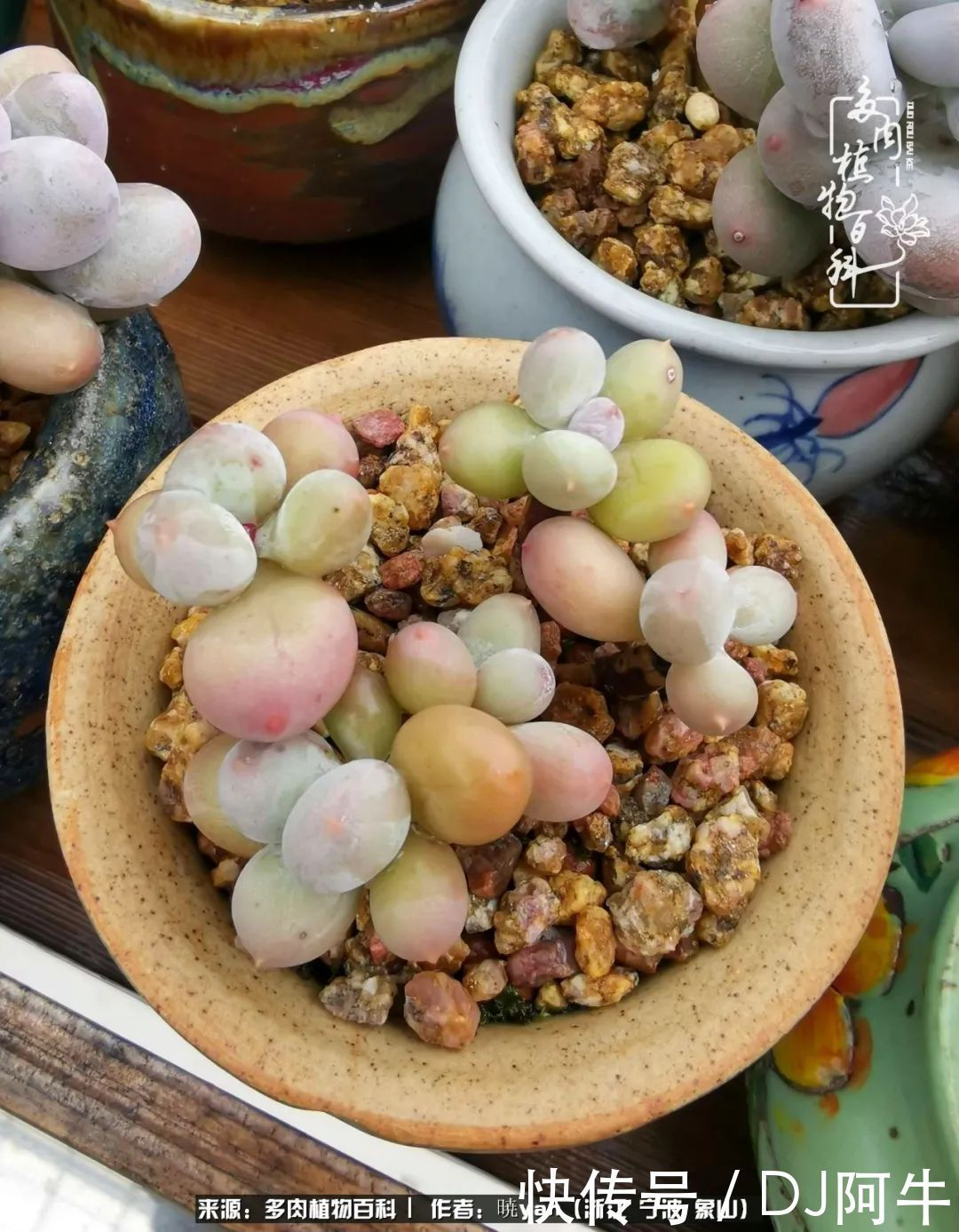 入多肉坑八年,始于初心,一切但求无愧于心