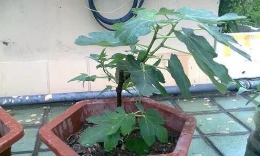 无花果树|盆栽无花果,掐个枝埋土里,根系蹭蹭长,既是盆景又能结果