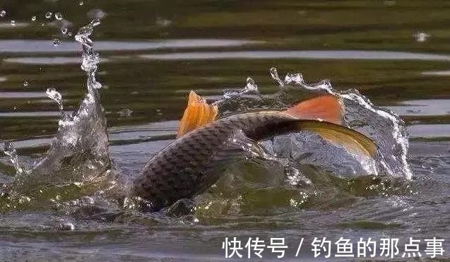 春钓鲤鱼难上钩,老钓友告诉你原因所在,钓友:大鲤鱼上个不停
