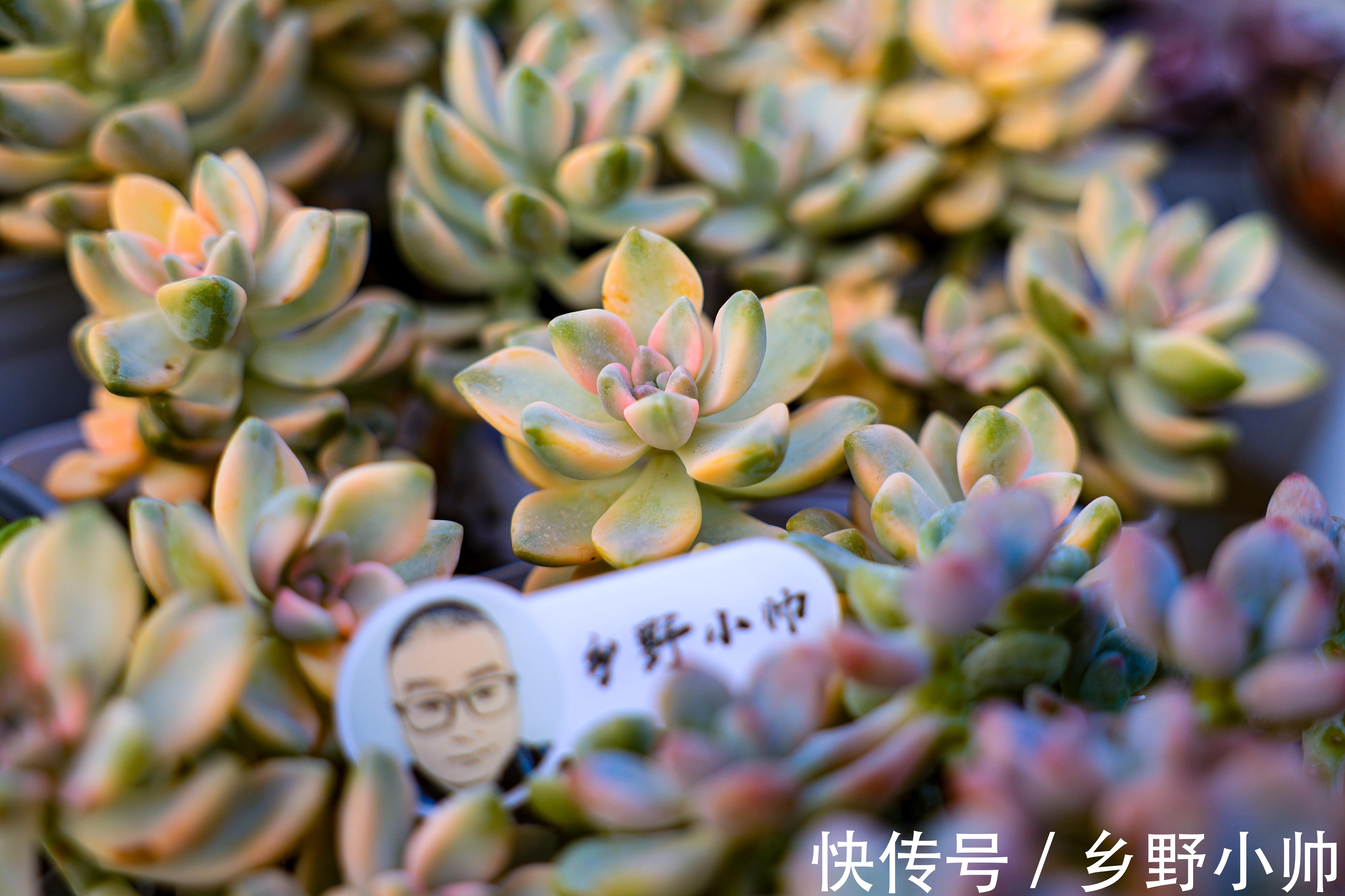 搬进室内养肉没状态?做好三件事,室内过冬依然保持美丽