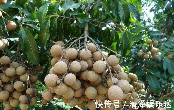 1种水果籽,一粒粒摆盆里,10天出芽,开花又结果,够一家人吃