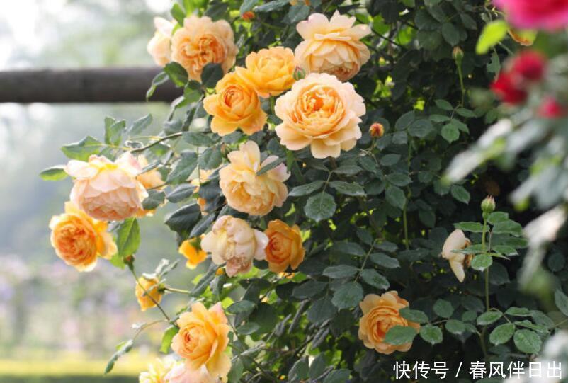 参观了这个院子,才明白什么叫花海,院子里没有一处空地,太美了