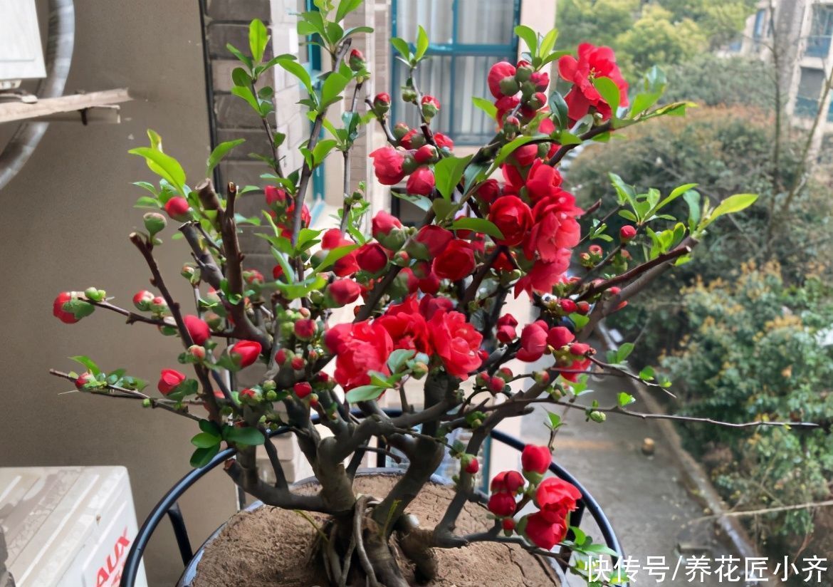 黄泥土的海棠花,想要养好它,首先要会“买”,其次要会“种”