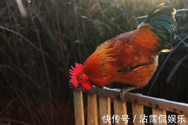 名字|生肖鸡,名字里有什么字一生大红大紫必有“小福贵”