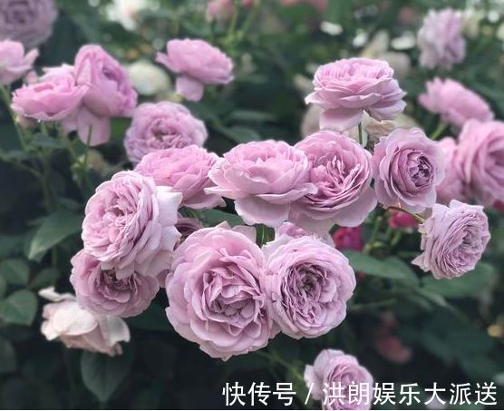 喜欢菊花,不如养株“珍稀名菊”雨润葵黄,似金黄葵花,鲜艳美丽