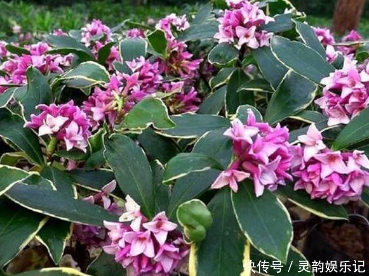 百花园|4种花是爆盆能手,好养易活,美不胜收,开花百花园