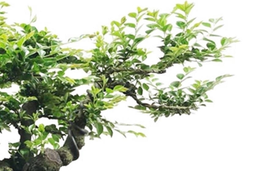 帝王|此花自古以来就是帝王之木,镇宅之宝,有钱人都养它