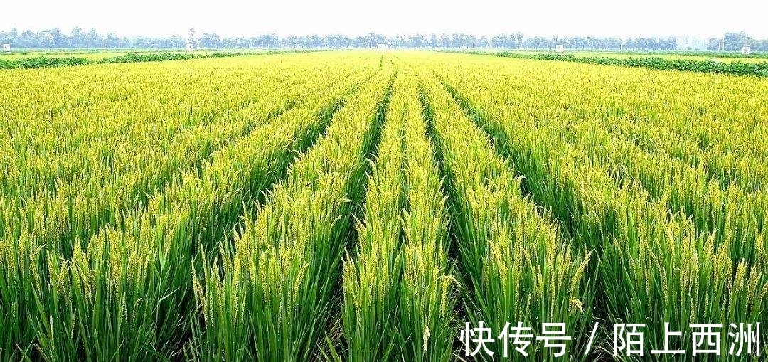 李邕!落选《唐诗三百首》最著名的20首诗,清明、赠汪伦、鸟鸣涧在其中