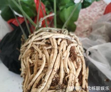 生根液|红掌烂根不要怕,教你几招,轻松救活,新叶不断冒,花开不停