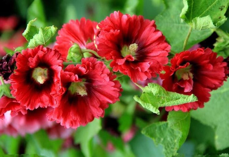 几种贱花别小看，开花漂亮花期长，一开就是300多天，美成小花园