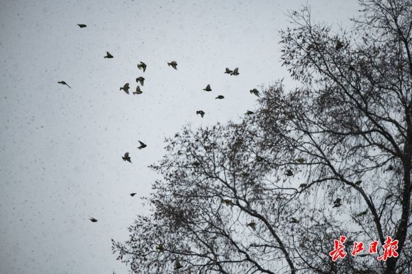 东湖梅园如画，游客争睹雪中寒梅风姿