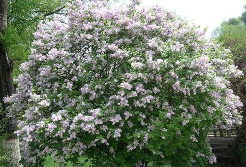 松叶牡丹|养花试试这几款，花姿文雅，花开时幽香阵阵，颇具雅韵