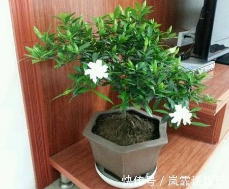 养花|立冬要来了,3种植物赶紧“扦插”,插上就活,错过等一年!