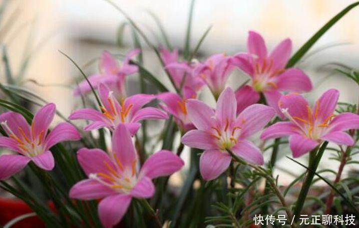 最受欢迎的3种花,全年开花不停,花色艳丽,花开枝繁叶茂,美