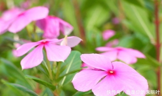 养花太操心这4款“皮实”的花，花开一茬接一茬，花朵烂漫迷人