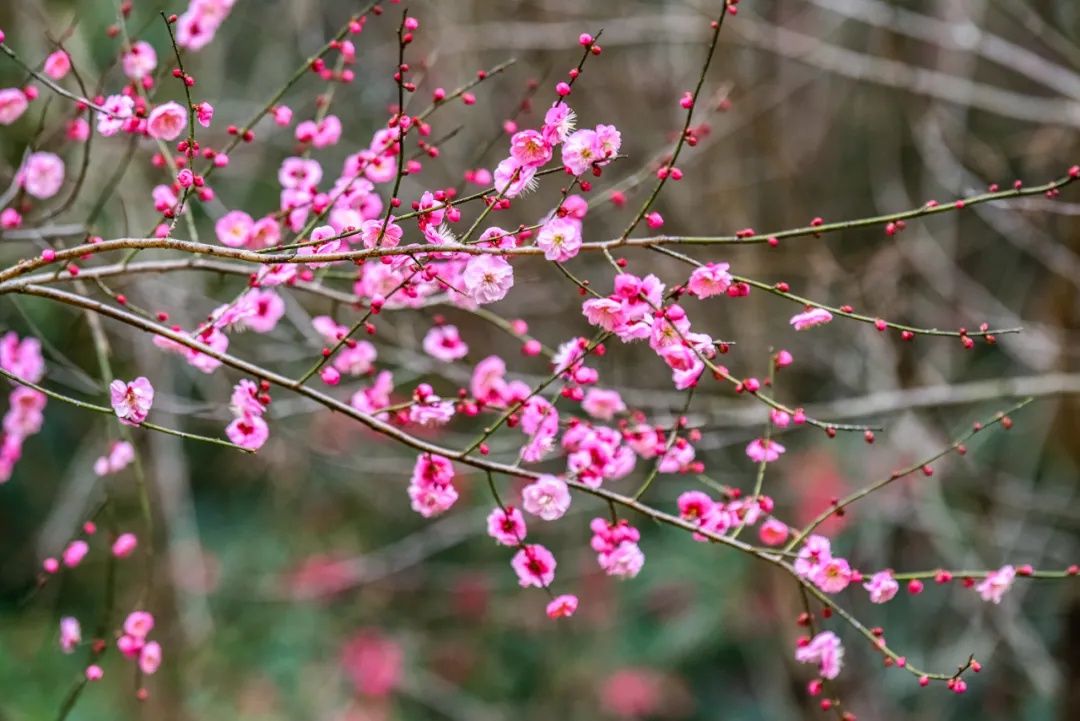 梅景|蜡梅、梅花罕见同开，武汉植物园限量版梅景上新