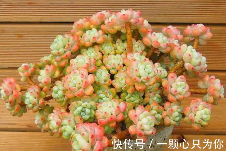 想要多肉劳尔香味浓郁长满盆,3件事做好了,冬天变成香过冬