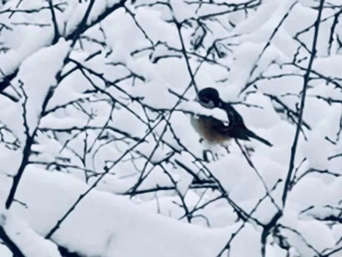 画中人|雪后北山，人人都是画中人！