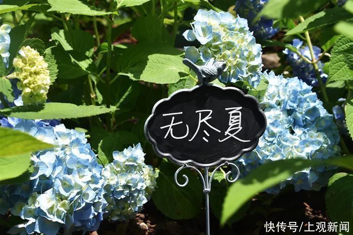 浪漫|预热八仙花展~共青手绘活动招募！邂逅浪漫5.20