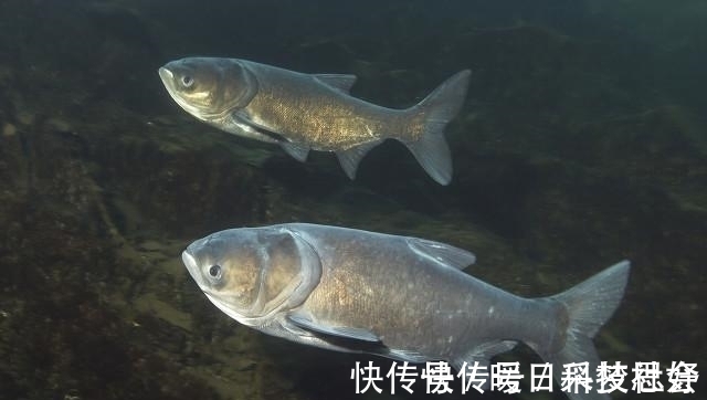 伊势尼|钓鲢鳙线组的搭配怎么才合理？看完你就懂了