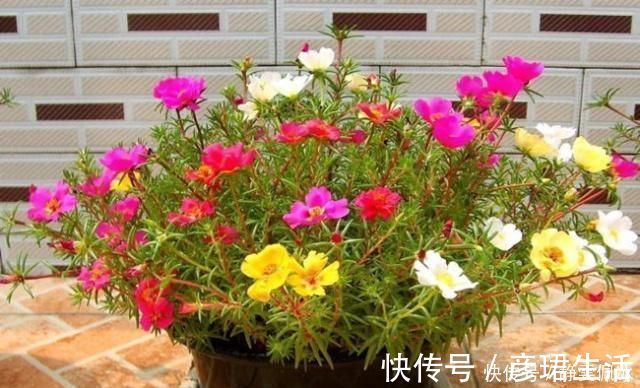 花苞|养一盆全年有花看,这“3种花”很热潮,好看又好养,关键花苞多