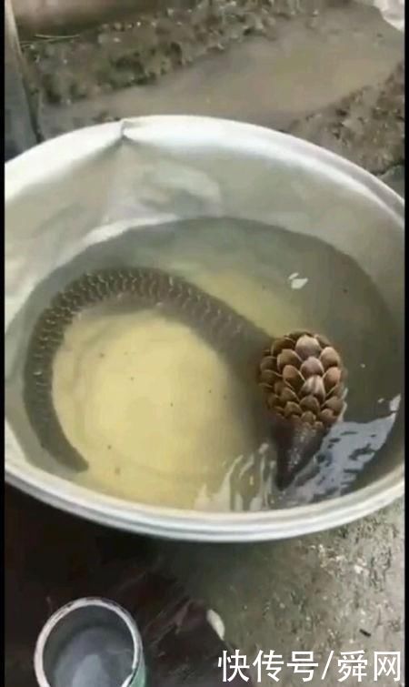 蚁类|男子约友去荷塘钓鱼，没怎么留意钓的鱼，结果回到家后……这是?