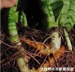 养花|什么阿司匹林、维生素都不如“1块它”,掰碎扔盆里,壮根挤破盆