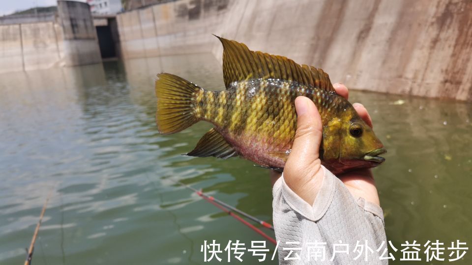 大草鱼|柴石滩水库体验新钓棚，三人钓一窝，钓获20斤米级草鱼，太过瘾了