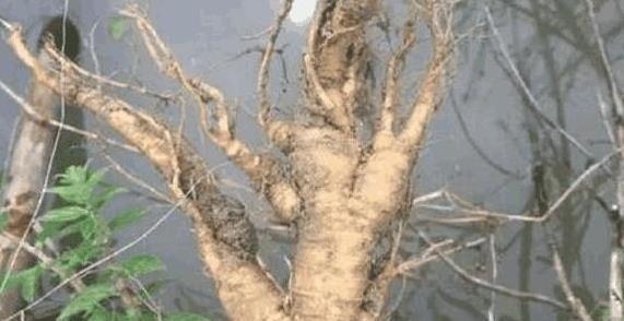 食用价值|农村一野草,过去拿来喂猪,根部奇特酷似人参,炖肉是一绝