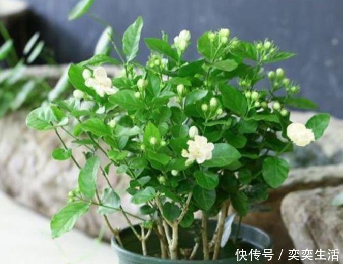 金苞花|4种花,漂亮又净化空气,人养花,花也养人,空气清新睡眠好!