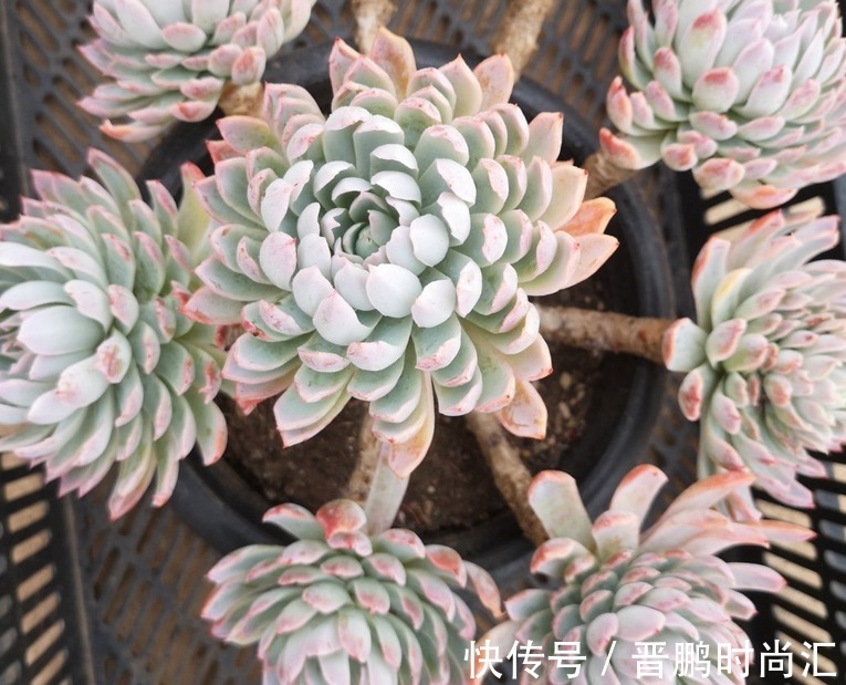 养群生多肉紫罗兰女王，季节交替、温度巨变，当多注意这4点