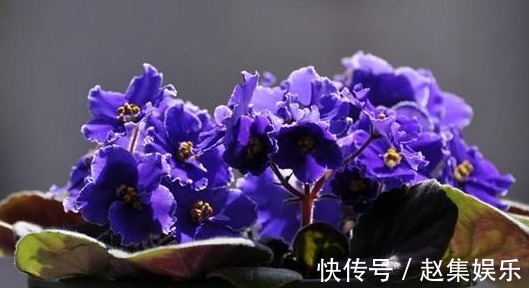 养花是一种生活乐趣 5种易开花的花卉 一年四季花开不断 粉紫色