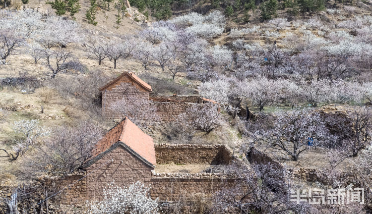 城阳夏庄：山村迎花季