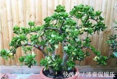 盆栽|现如今,很多人爱养“3种植物”,难怪都钱多,过得好,你家有