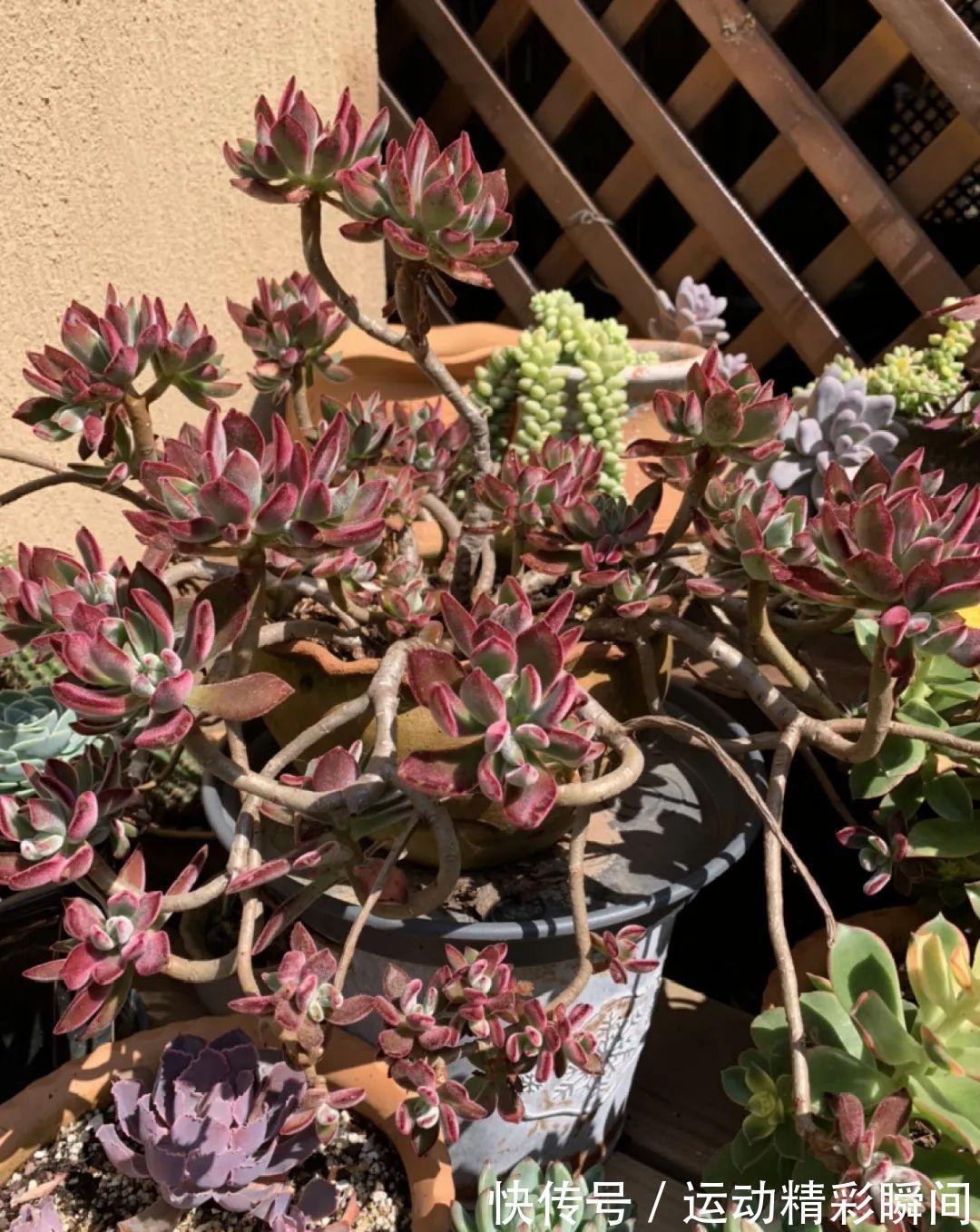 十几年的多肉“妖精”,自然老桩头,造型太美