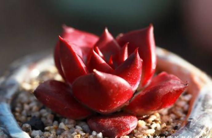 养不绿的鲁宾,晒不红的三色堇——这两款特征明显的多肉怎么选?