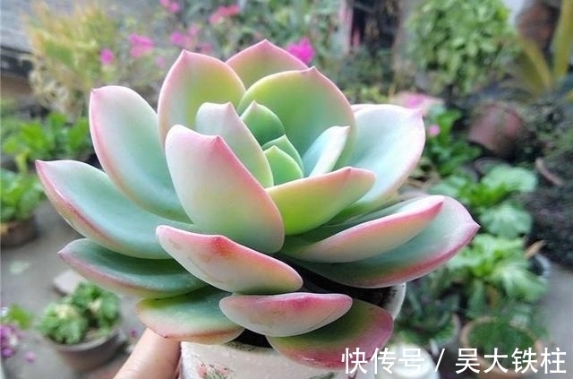 浇水|霸气而不失唯美的多肉白凤,用大盆养成老桩,出了状态人见人夸