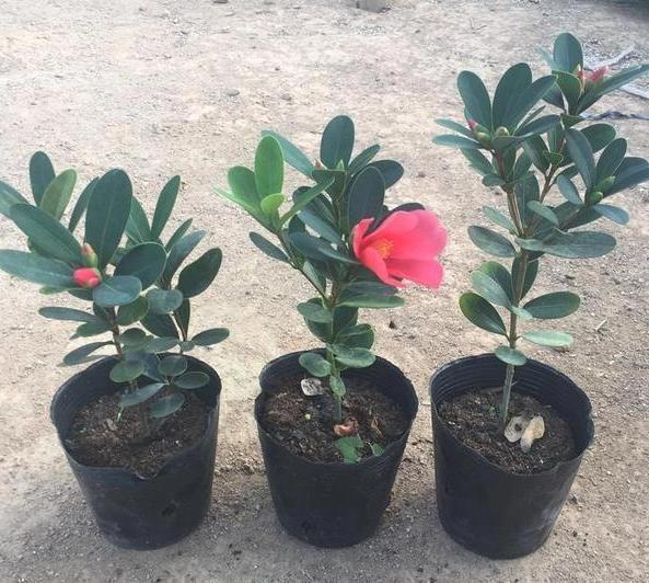 养茶花、杜鹃花，不懂得这4方面需求，盆栽成活、开花难度极高