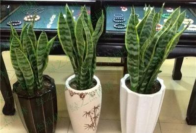 无根“虎皮兰”,上盆简单,2样东西一掺,毛根嗖嗖长,叶子高大