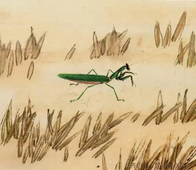 蝈蝈$国画技法图典——草虫篇:蝗虫 蚂蚱 蝈蝈 螽斯 螳螂 蟋蟀
