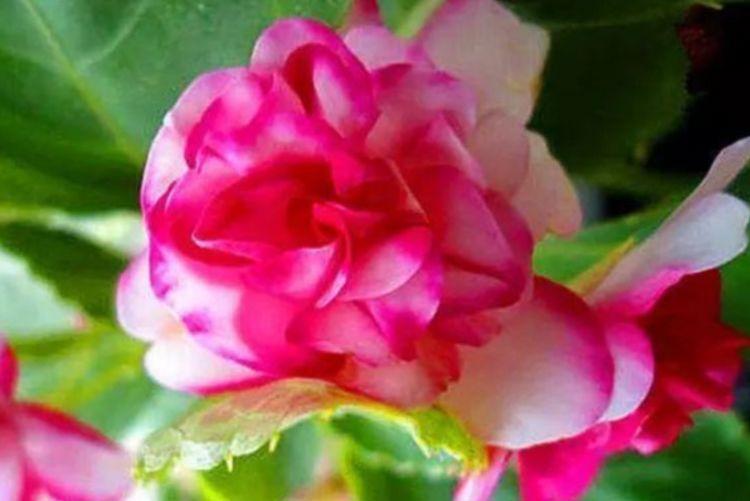 花型|6月12日开始，养花试试这几款，花型奇特美丽，花香四溢飘满屋