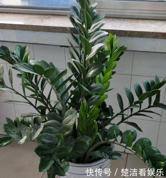 叶片|金钱树养不好掌握“2点”,叶片绿得滴油,盆里全是“大土豆”