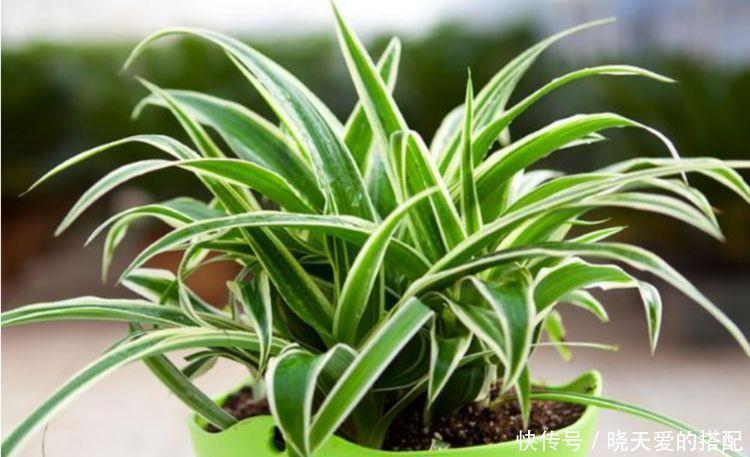 家养这些植物,改善睡眠质量,一觉睡到天亮,还好养